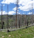 Regeneration following the Beaver Creek fire near Yellowstone National Park in 2000. (Credit: Brian Harvey)