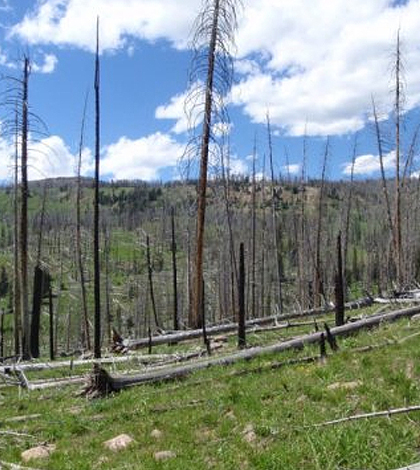 Regeneration following the Beaver Creek fire near Yellowstone National Park in 2000. (Credit: Brian Harvey)