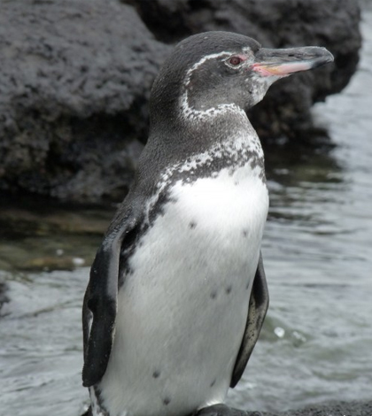 Galapagos penguin. (Credit: Dee Boersma)