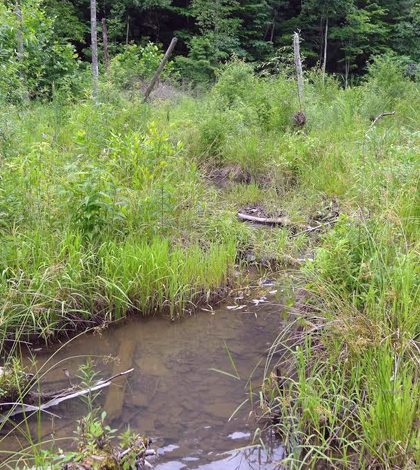 A restored stream site in the Daniel Boone National Forest. (Credit: Jesse Robinson / University of Louisville)