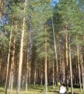 Researchers collect leave samples from high up in a pine stand in northern Sweden. (Credit: Mary Heskel)