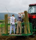 Researchers planted shrub willow seedlings in 2012 on land formerly owned by the State Correctional Institution at Rockview. The biomass crop will regrow and will be harvested every three years. (Credit: Penn State University)