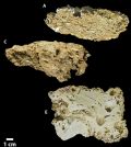 Surficial reef fragments from the Northern (A), Central (C), and Southern Sectors (E). (Credit: Rodrigo L. Moura, et al)