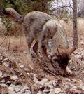 A pack of wolves visits a scent station in the Chernobyl Exclusion Zone. The photograph was taken by one of the remote camera stations and was triggered by the wolves' movement. (Credit: National Geographic / Jim Beasley / Sarah Webster)