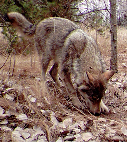 A pack of wolves visits a scent station in the Chernobyl Exclusion Zone. The photograph was taken by one of the remote camera stations and was triggered by the wolves' movement. (Credit: National Geographic / Jim Beasley / Sarah Webster)