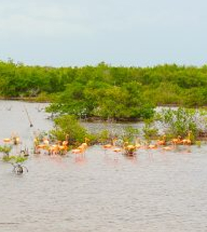 Flamingoes graze near the mangroves in Cuba. (Credit: Zapata National Park)