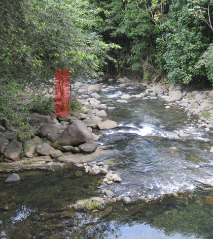 Section of the Mameyes River showing normal state. A tree is marked for reference. (Credit: University of Pennsylvania)