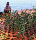 Floating wetland. (Credit: Jim Melvin / Clemson University)