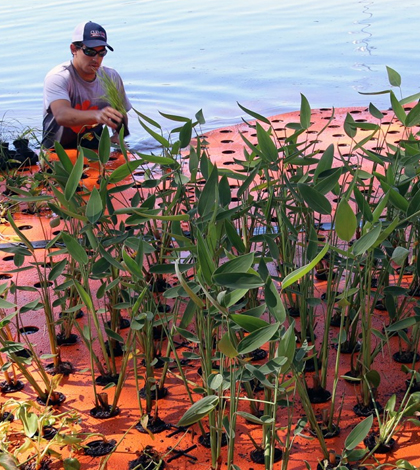 Floating wetland. (Credit: Jim Melvin / Clemson University)