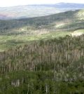 Trembling aspen trees killed by severe drought near Grand Junction, Colorado, August 2010. (Credit: William Anderegg)