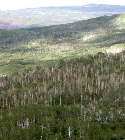 Trembling aspen trees killed by severe drought near Grand Junction, Colorado, August 2010. (Credit: William Anderegg)