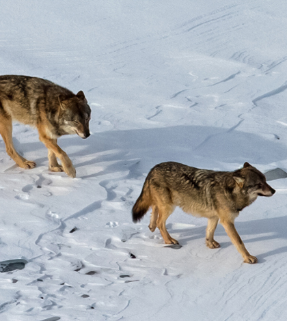 The two surviving Isle Royale wolves. (Credit: Rolf Peterson)