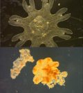 An unstressed moon jellyfish (top) compared to a severely stressed moon jellyfish (bottom). (Credit: G.M. Rand / FIU Southeast Environmental Research Center)