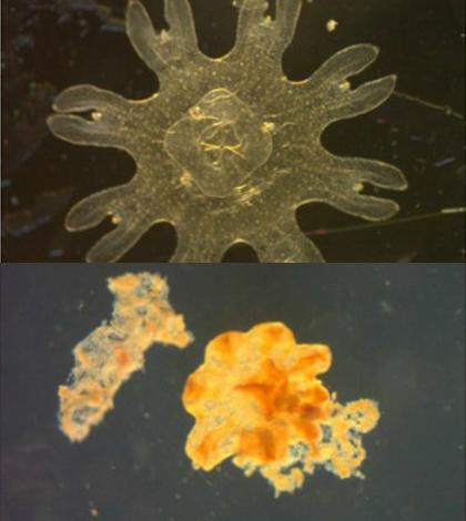 An unstressed moon jellyfish (top) compared to a severely stressed moon jellyfish (bottom). (Credit: G.M. Rand / FIU Southeast Environmental Research Center)