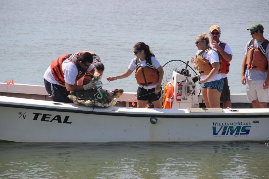 loggerhead sea turtle mortality