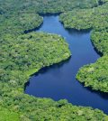 Amazon rainforest. (Credit: Neil Palmer / Center for International Forestry Research via Creative Commons 2.0)