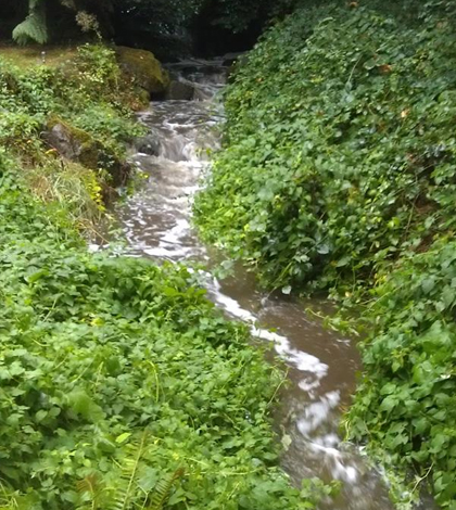 Clackamas County Streams insecticides pesticides