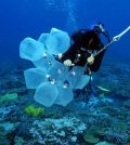 corals and algae