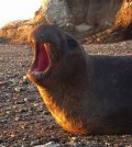 elephant seals