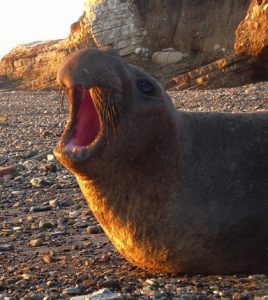 elephant seals