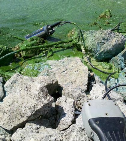 National Lakes Assessment algae cyanotoxins microcystin