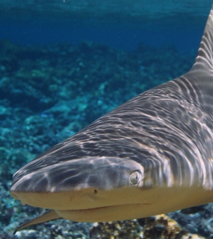 shark populations palmyra atoll