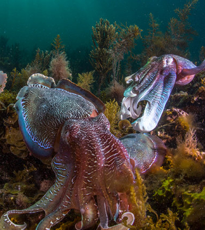 squids and cephalopods