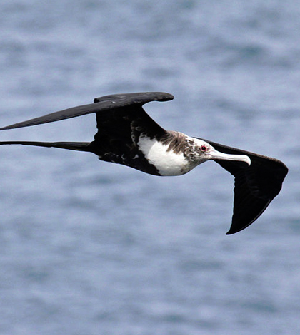 frigate birds