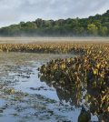 Hudson River wetlands