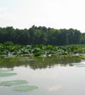 wetland restoration