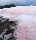 red snow algae