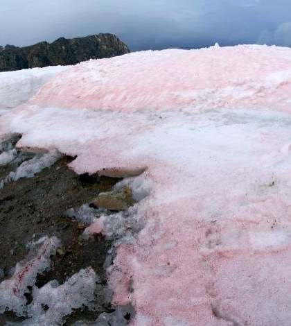 red snow algae