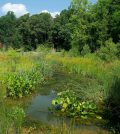 estoration projects wetlands