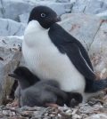 adelie penguins climate change