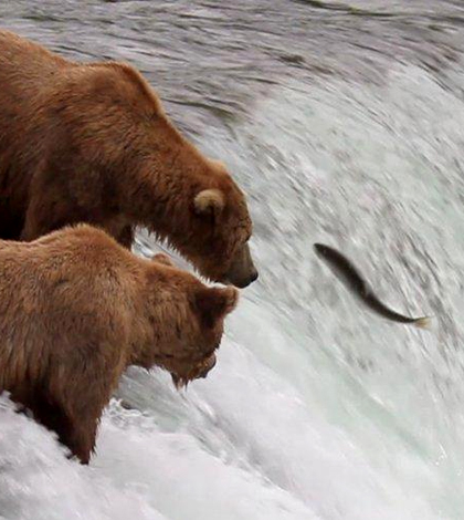 bearcam katmai national park