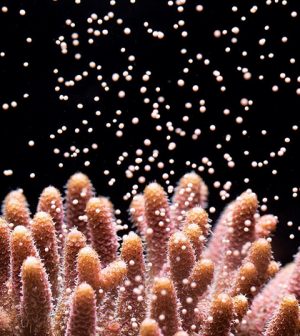 coral_larvae-300x336.jpg