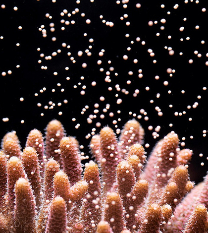 coral larvae transplant