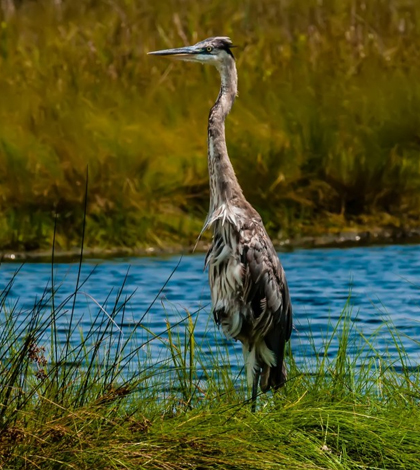 everglades restoration