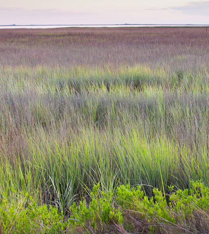 Georgia coastal wetlands