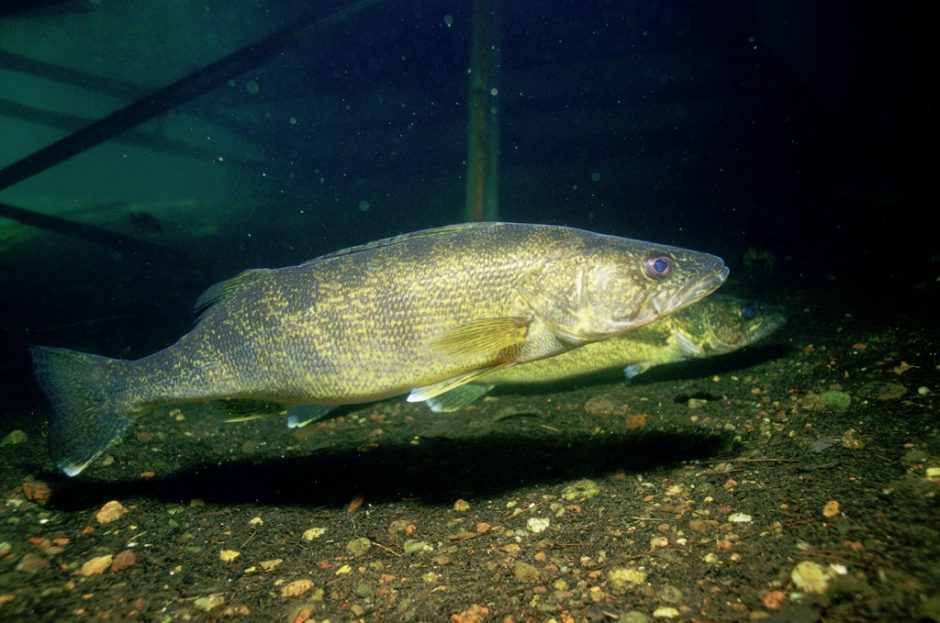 lake erie food web