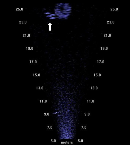 behaviors of fish sonar