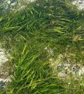 underwater video camera eelgrass