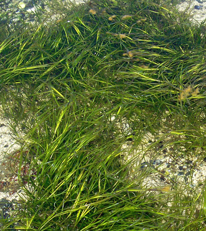 underwater video camera eelgrass