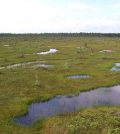 coastal wetlands