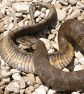 lake erie watersnake endangered