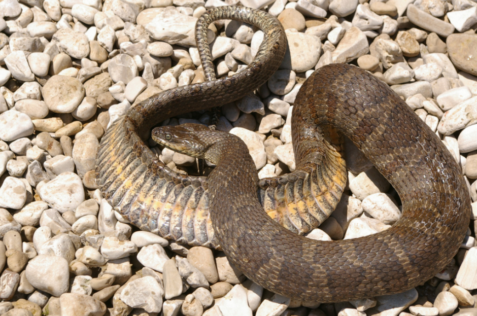 lake erie watersnake endangered