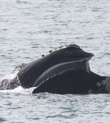 marine species threatened by climate change