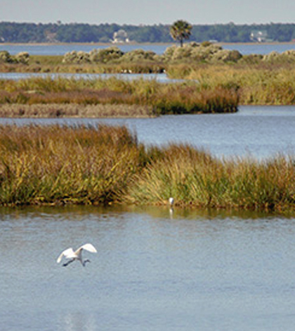 coastal wetlands monetary damage