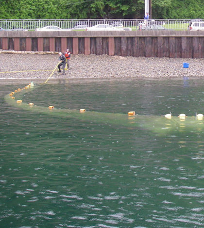 elliott bay salmon reconstruction