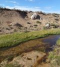 streamside vegetation golden trout